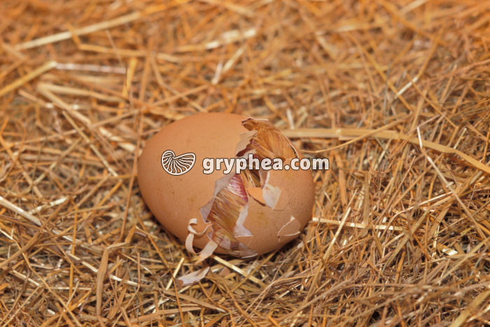 Poussin - Eclosion de l'oeuf (2) - gryphea.com